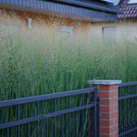 Panicum Prairie Sky 3 Litre